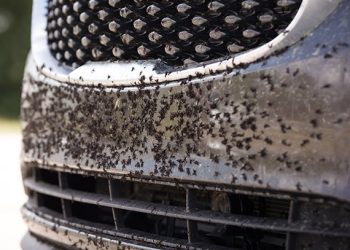 Best Bug and Tar Removers: Don’t Bug Me